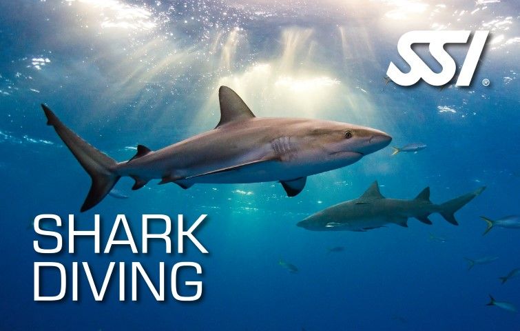 Curso de ecología de tiburones en Los Roques - SSI Shark Ecology Venezuela